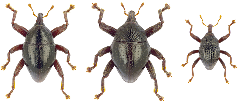 From left to right: Trigonopterus asterix, T. obelix and T. idefix, three newly described species from Sulawesi (Indonesia)